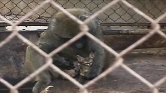 VIDEO: Kitten refuses to leave cage after striking a friendship with a baboon at an Israeli petting zoo.
