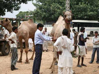 Camels In India