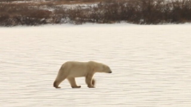 VIDEO: Migrating bears typically outnumber residents in the tiny town of Churchill in northern Manitoba.