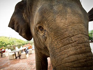 Elephant Dung Coffee: World's Most Expensive