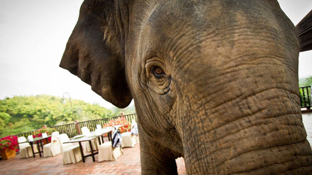 PHOTO: Elephant in Thailand