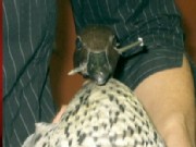 Duck Survives Nail to the Head