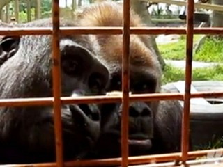 Watch: Curious Gorillas Fascinated by Caterpillar