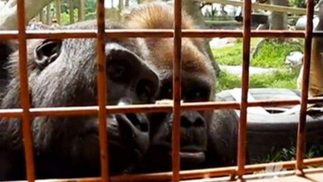 VIDEO: Canadas Calgary Zoo primates intensely eye the insect as it inches along an enclosure gate.