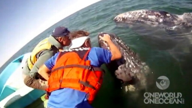 VIDEO: Mother and her calf approach whale watchers in Laguna San Ignacio, Mexico.