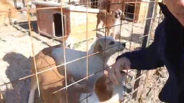 VIDEO: About 100 dogs are being housed at a shelter funded by Russian billionaire Oleg Deripaska.