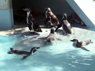 Rogue Penguins Break Out of Zoo