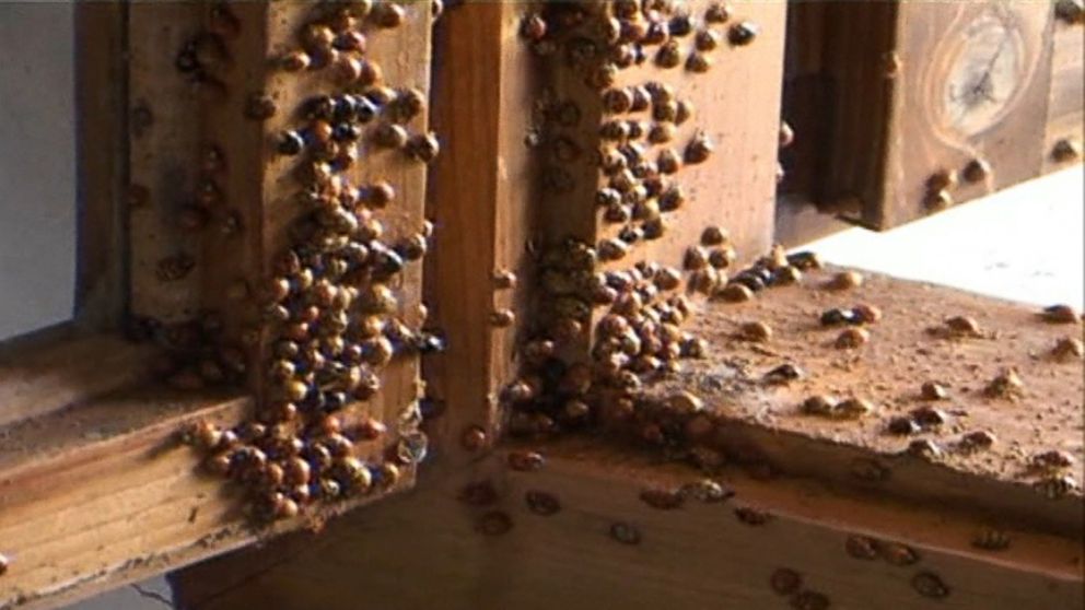 ladybug-home-invasion-video-abc-news