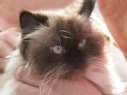 Stray Cat's 2,400-Mile Journey Home