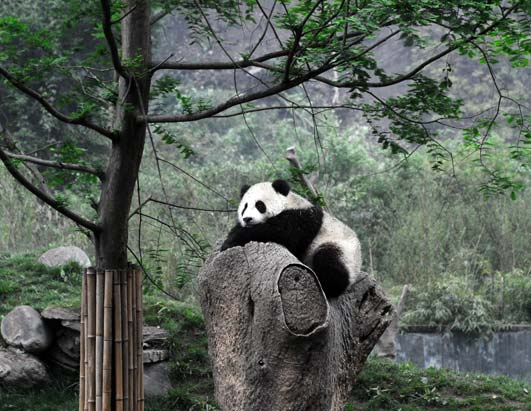 Wolong Panda Reserve