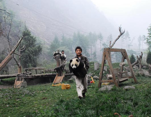 Wolong Panda Reserve