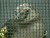 VIDEO: Penguin was captured in a river after going missing for more than 80 days.