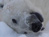 Artic 
