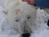 Artic 
