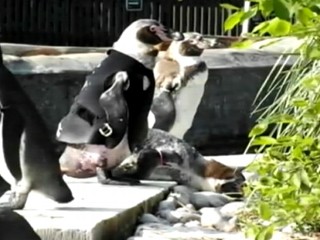 Watch: Penguin Wears Wet Suit to Protect Featherless Body