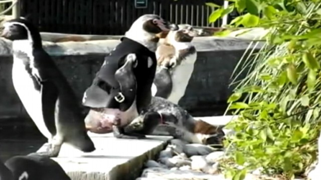 VIDEO: Humboldt penguin sheds all its feathers at once during annual molt, putting skin at risk of sunburn.
