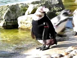 Ralph The Penguin Needs a New Wetsuit