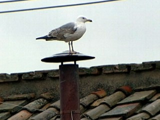 Watch: 'Sistine Seagull' Makes Home Atop Chimney