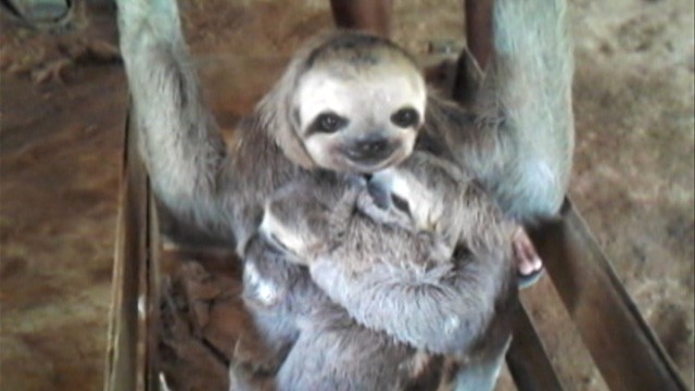 PHOTO: Sloth family