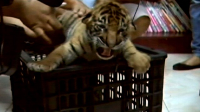 VIDEO: Police in Thailand arrested a driver trying to smuggle 16 tiger cubs.