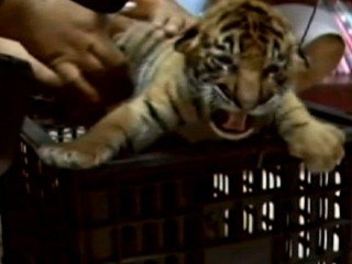 Man Tries to Smuggle 16 Tiger Cubs