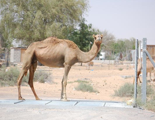 Arabian Nights