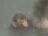 Snow Monkeys Take a Hot Bath