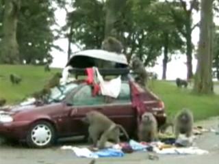 Baboon Bandits Raid Car