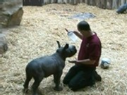 Newborn Rhino Finds Human 'Mom'