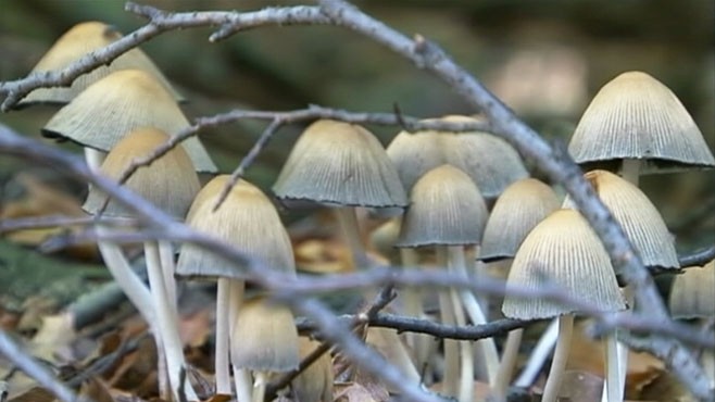 VIDEO: Some chefs face jail time for telling people where to pick wild mushrooms.