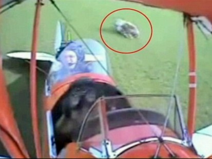VIDEO: Plane crashing into a cow.