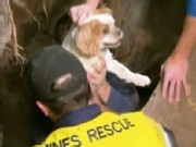 Deaf Dog Rescued From Cave