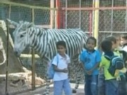 The Donkey That Became a Zebra