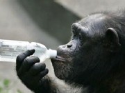 Drinking Chimp Goes to Rehab