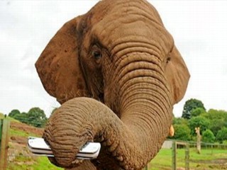 Elephant Toots On The Harmonica