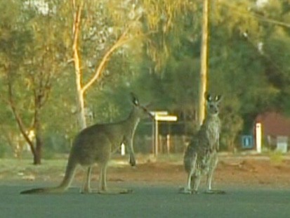 VIDEO: Why are hundreds of kangaroos overrunning towns in the Australian outback?