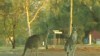 VIDEO: Why are hundreds of kangaroos overrunning towns in the Australian outback?