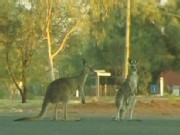 Aussies Ba