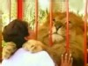 VIDEO: Lion hugs trainer who rescued him.