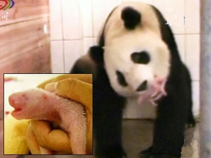 pandas