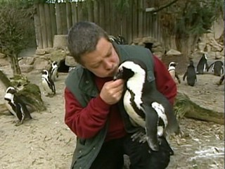 Penguin And Zookeeper's Love Story