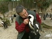 Penguin and Zookeeper's Love Story