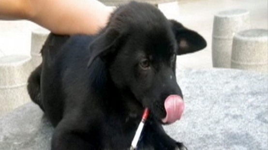 Video: Dog in China smokes a pack and a half a day.