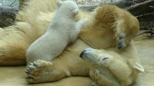 VIDEO: Polar bear cub Anori was born on Jan. 4 at the Wuppertal Zoo in Berlin, Germany.