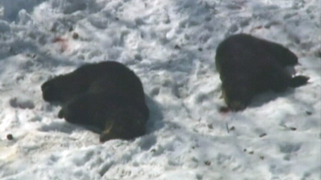 VIDEO: The bears were hunted down and killed after mauling two women.