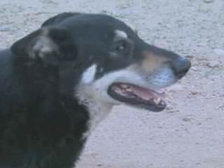 Watch: Dog Guards Owner's Grave for 6 Years