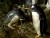 VIDEO: Two male penguins, Inca and Rayas, nurture egg given them by zookeepers.