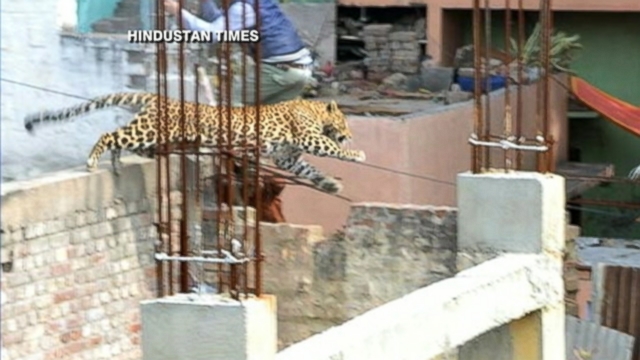 VIDEO: Schools and markets have been shut down while authorities hunt for the animal.