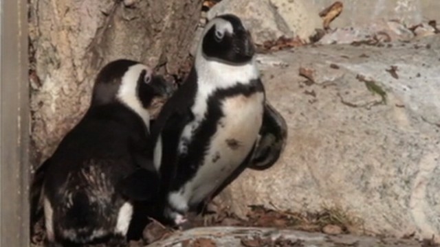 VIDEO: Toronto Zoo officials say Buddy and Pedro will be reunited after mating season.