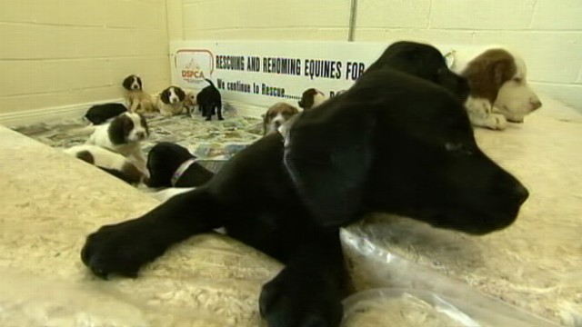 VIDEO: Various breeds were recovered from the back of two cars by police in Ireland.